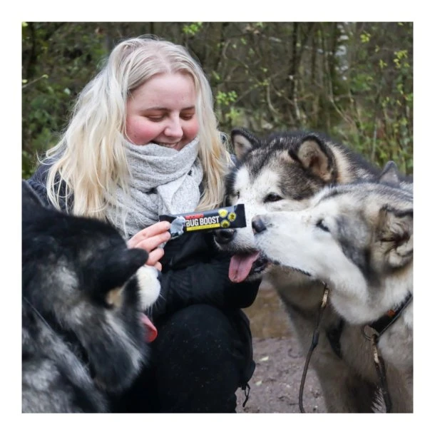 Siccaro - Bugboost Proteinbar Til Hund 12 Stk 6 Siccaro - Bugboost Proteinbar Til Hund 12 Stk - Billede 4