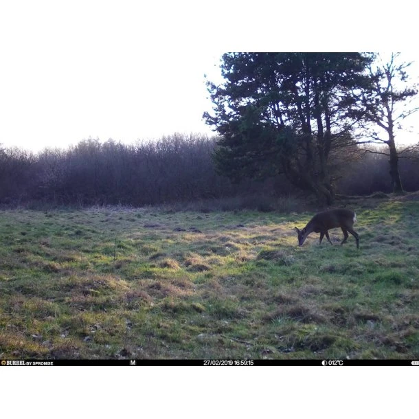 Burrel - S12 HD+SMS Pro Vildtkamera 4G (MMS/Mail) 14 Burrel - S12 HD+SMS Pro Vildtkamera 4G (MMS/Mail) - Billede 12