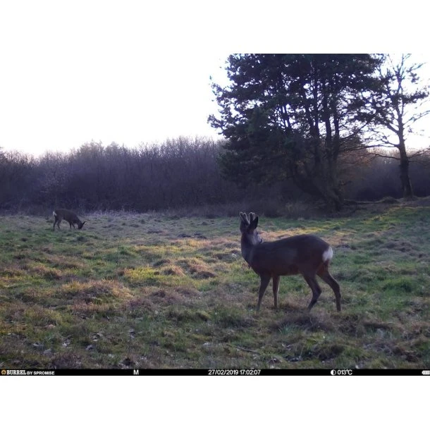 Burrel - S12 HD+SMS Pro Vildtkamera 4G (MMS/Mail) 13 Burrel - S12 HD+SMS Pro Vildtkamera 4G (MMS/Mail) - Billede 11