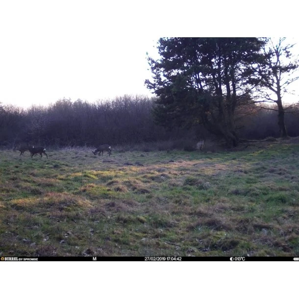 Burrel - S12 HD+SMS Pro Vildtkamera 4G (MMS/Mail) 11 Burrel - S12 HD+SMS Pro Vildtkamera 4G (MMS/Mail) - Billede 9