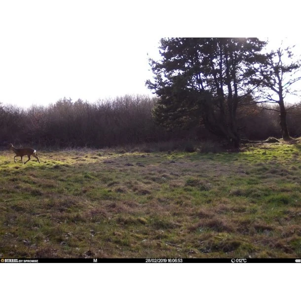 Burrel - S12 HD+SMS Pro Vildtkamera 4G (MMS/Mail) 10 Burrel - S12 HD+SMS Pro Vildtkamera 4G (MMS/Mail) - Billede 8