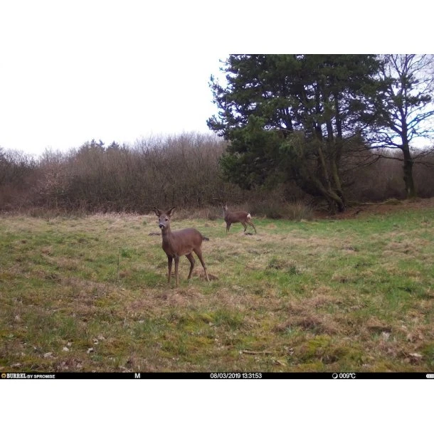 Burrel - S12 HD+SMS Pro Vildtkamera 4G (MMS/Mail) 7 Burrel - S12 HD+SMS Pro Vildtkamera 4G (MMS/Mail) - Billede 5