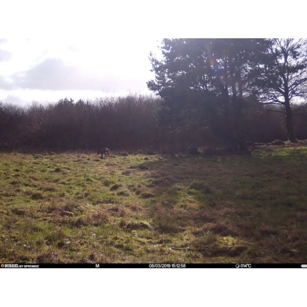 Burrel - S12 HD+SMS Pro Vildtkamera 4G (MMS/Mail) 15 Burrel - S12 HD+SMS Pro Vildtkamera 4G (MMS/Mail) - Billede 13